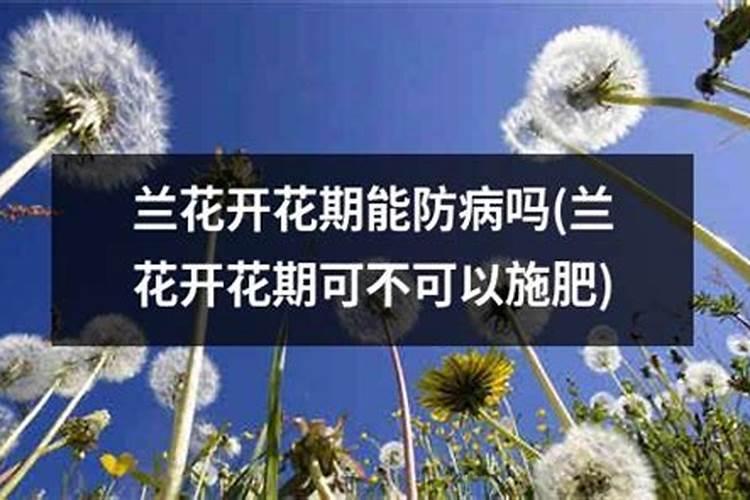 刚上盆的兰花可用兰陵王多长时间用一次