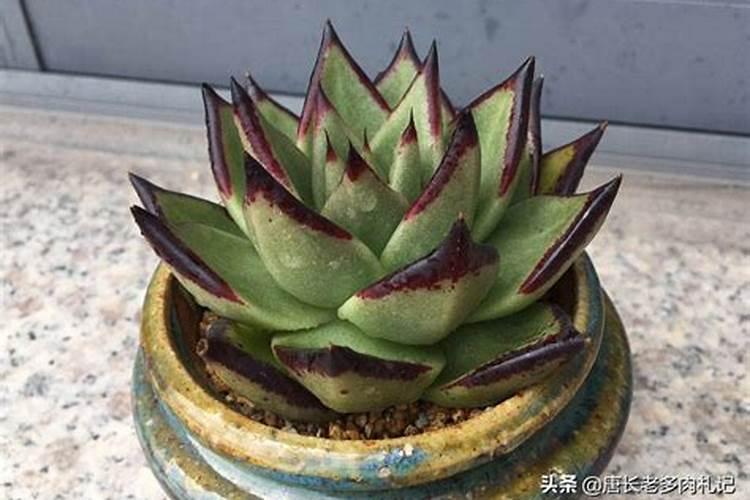 多肉可以用磷肥吗