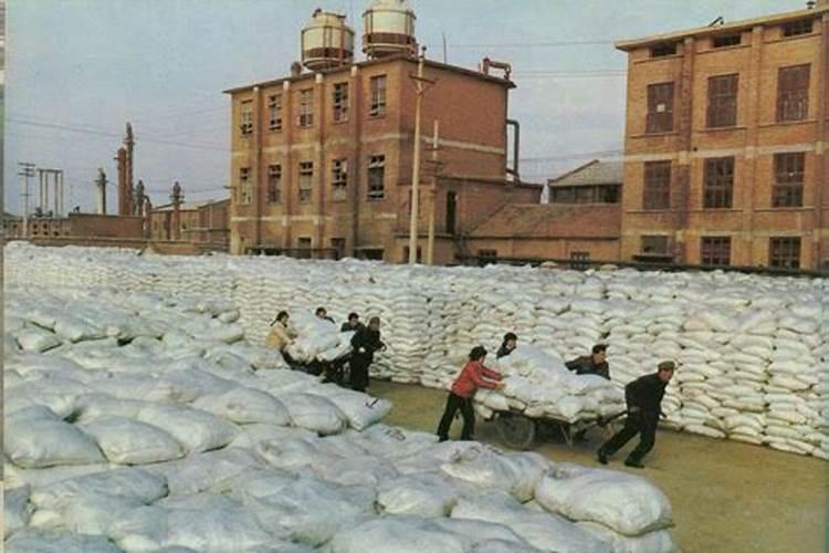 沧州碱地早熟麦种品种有哪些