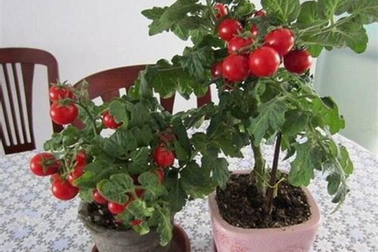 番茄用什么肥料好