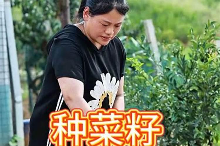 三角梅专用肥可以给柠檬施肥吗