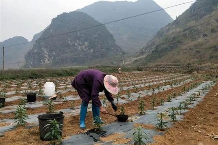 柑橘疏花疏果措施