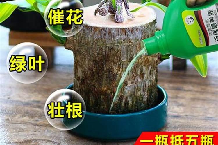 巴西木的养殖方法和注意事项是什么