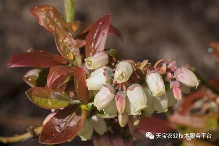 黄瓜结果期用什么肥料？