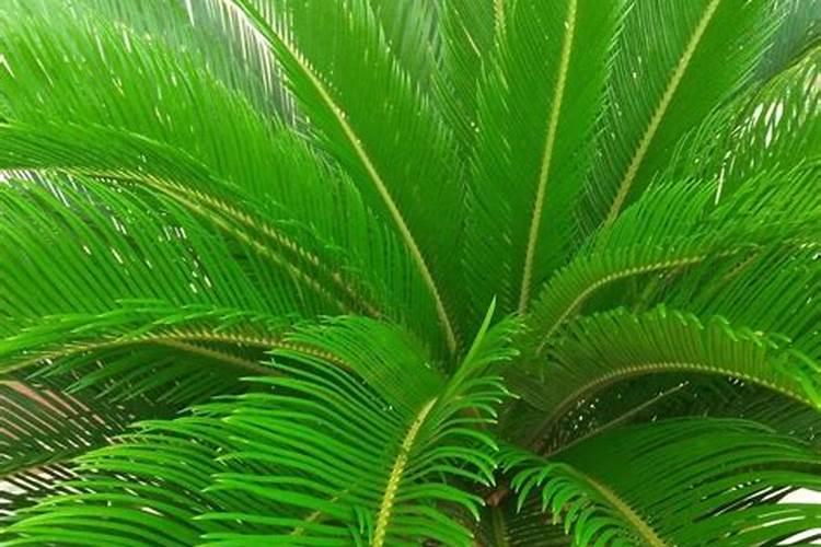 玉米用肥最佳比例