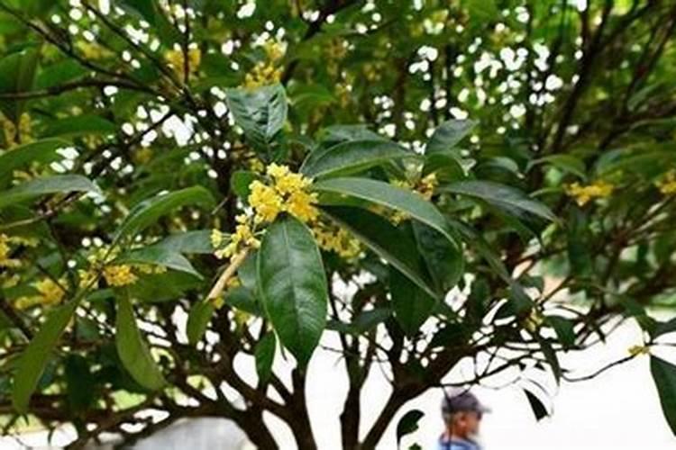 在柑橘开花的时候要用什么肥料才合适