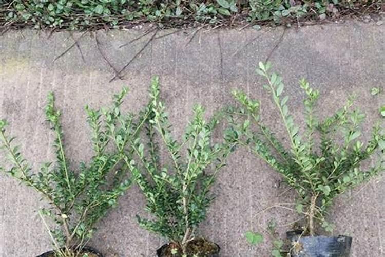 种植石斛常用农药