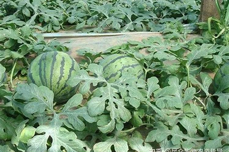 种大蒜用什么肥料做底肥最好