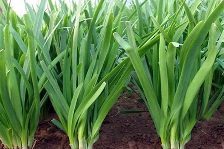 豆角开花期能浇水吗