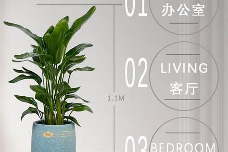 天堂鸟开裂的叶子修复
