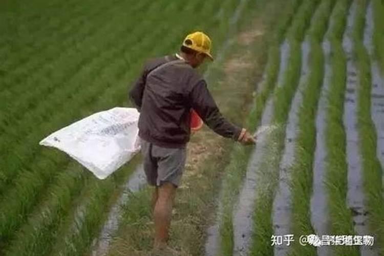 金枝玉叶营养土怎么配(金枝玉叶适合施什么肥料长的快)