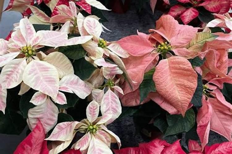 钾肥适用哪些花卉