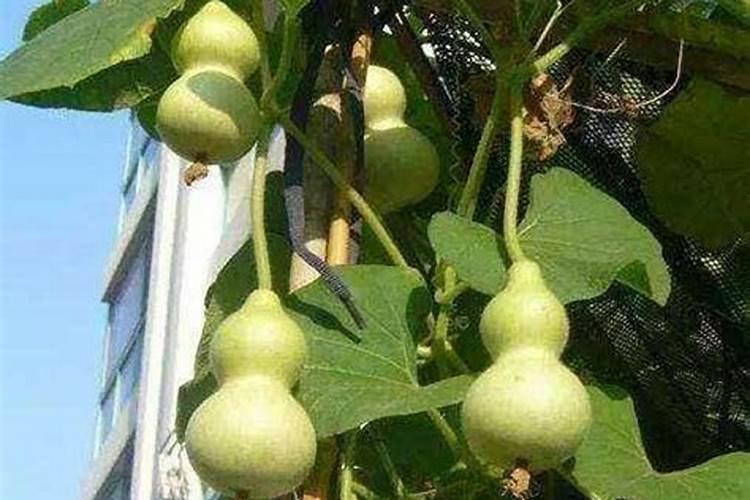 草莓白粉病喷药后几天可以吃