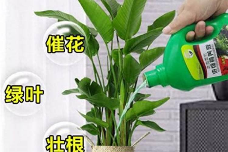 天堂鸟如何施肥？