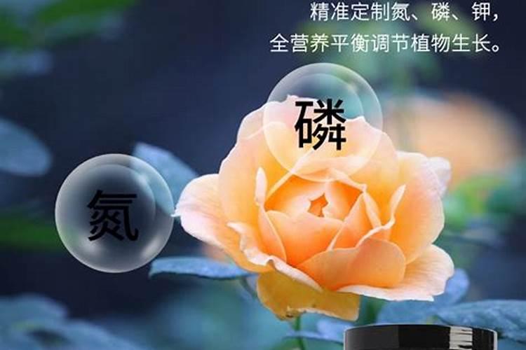 一包月季专用肥用多久 月季专用肥能使用多久？