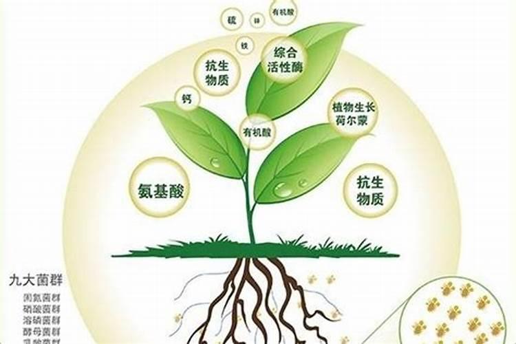 怎样合理施用微量元素肥料？