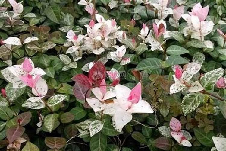 花叶络石怎么养