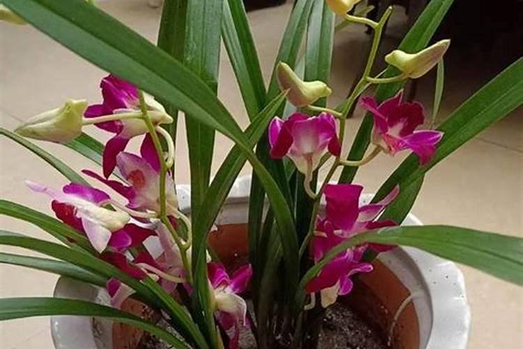 花草浇什么肥料合适