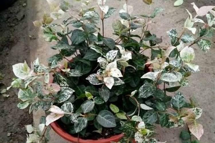 花叶络石怎么养才能爆盆