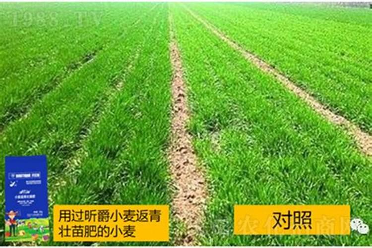 小麦追肥用硝酸磷好吗 什么时候使用效果好