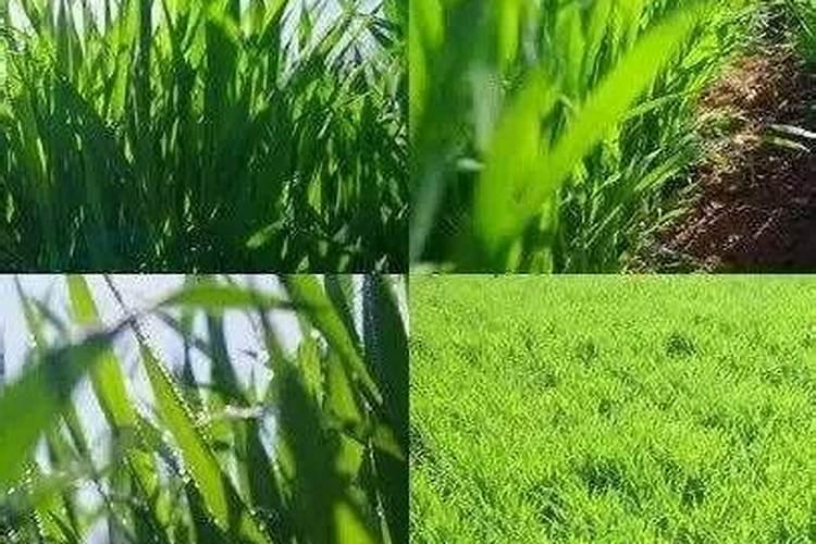 年后针对小麦追肥,最佳方法是啥