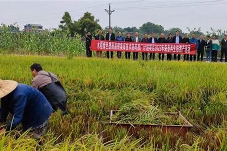 再生稻种植技术