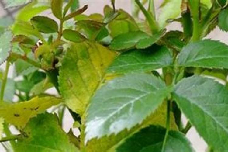 月季花开花能施肥吗 月季花开花能否施肥