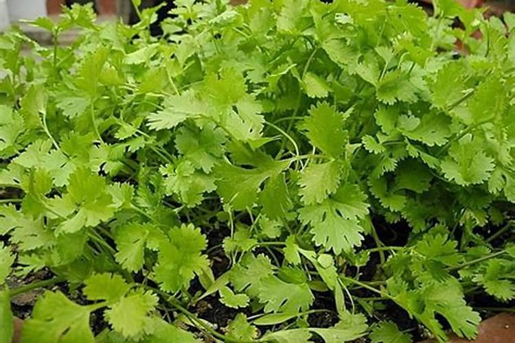 香菜黄叶的原因和处理办法