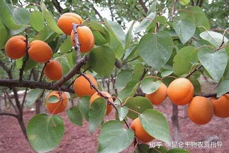 棉花高产施肥技巧