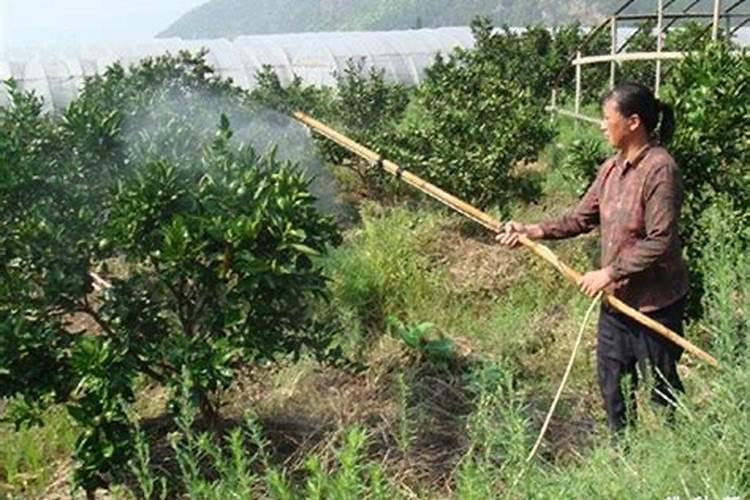 葡萄开花前可以打磷酸二氢钾吗