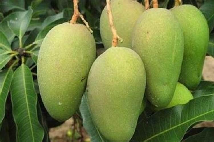 在不使用根部施肥的情况下每月使用叶面肥4次给凯特芒果树施肥好吗？