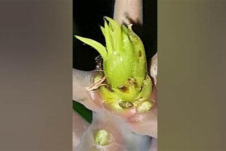 芒果树多久施肥一次 最佳施肥时间是几月份