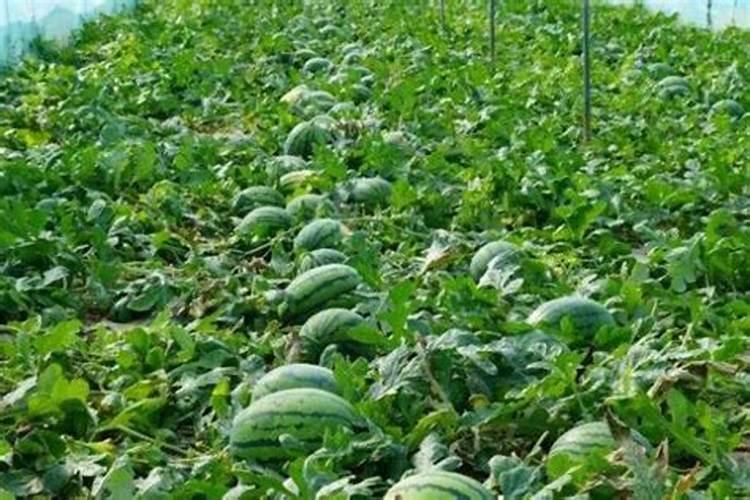 种植西瓜用什么肥料最佳施肥方法呢