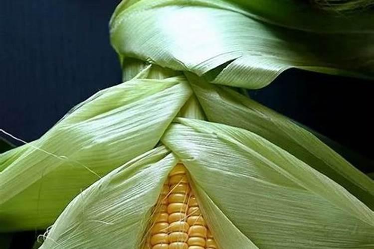 玉米使用什么叶面肥好(玉米喷施什么叶面肥效果最好)