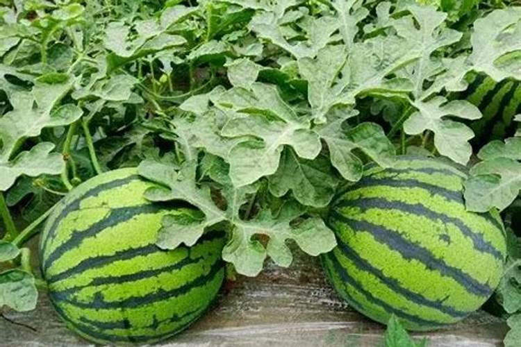 西瓜苗该用什么样的叶面肥好