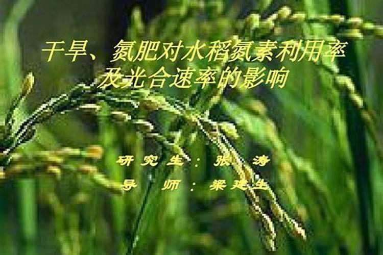 蓬莱松如何施肥