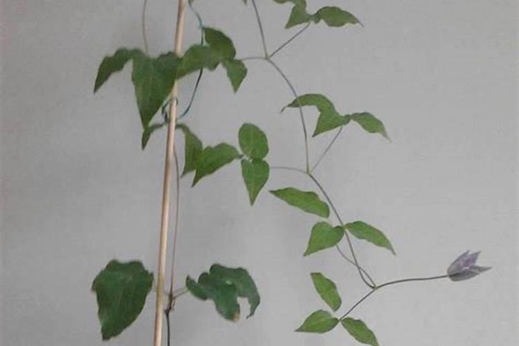 芸苔素西瓜灌根的倍数？