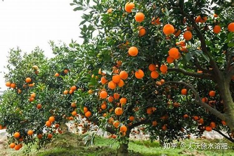 苹果树施肥时间,用什么水溶肥好