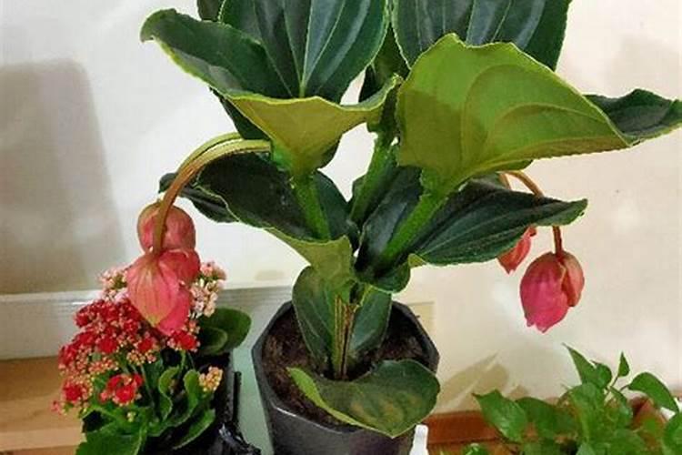 绿萝可以施复合肥颗粒吗