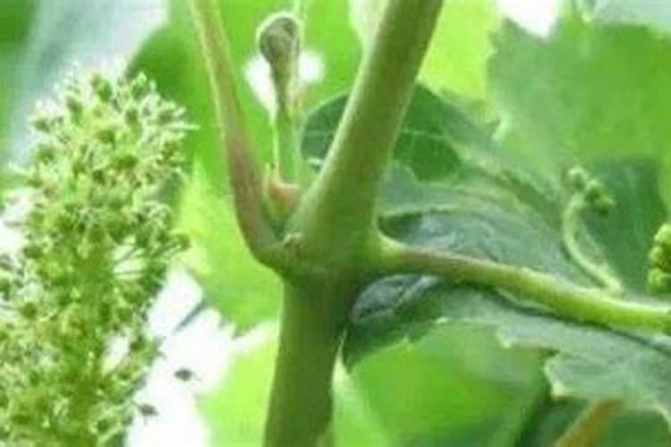 葡萄叶面肥间隔3天喷1次连续喷多久
