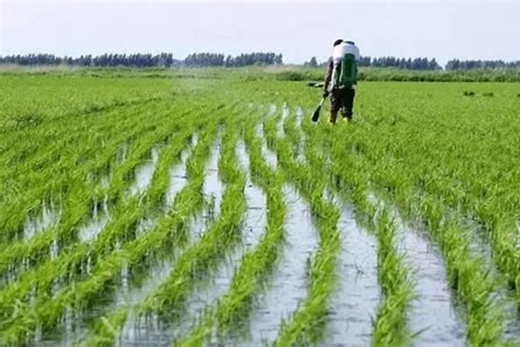 在水田淹水的这个时期,哪种氮肥是不应该施用的