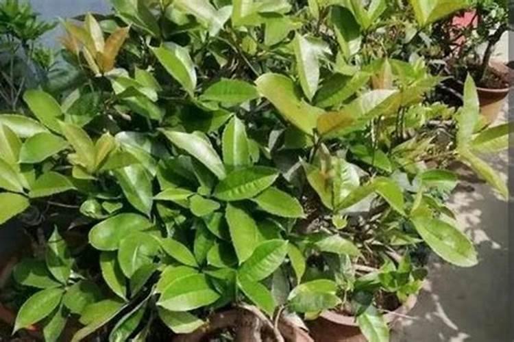 桂花施肥方法