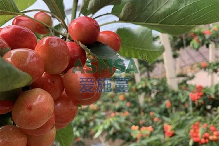 水容肥给果树多久施肥一次