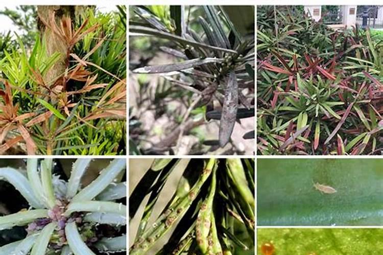 土豆膨大期施什么肥？磷酸二氢钾能助增收吗