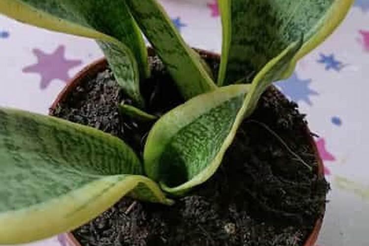 虎皮兰需要什么肥