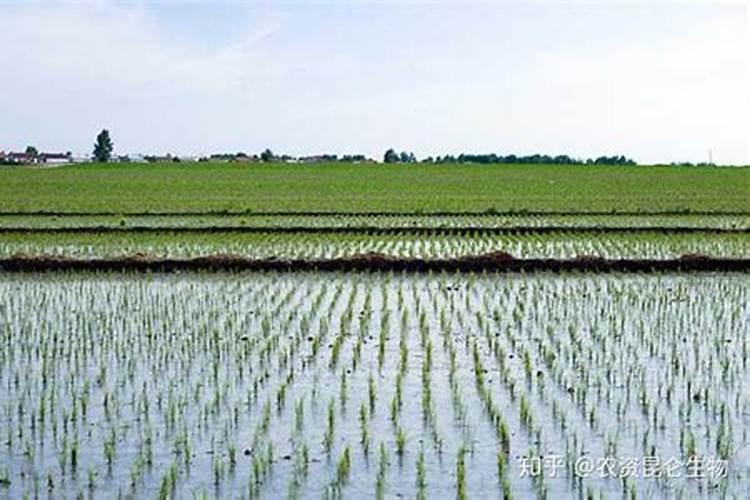 花生出现黄叶 白叶怎么回事