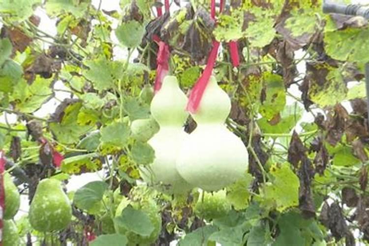 固体腐植酸肥料在蔬菜上怎么施用
