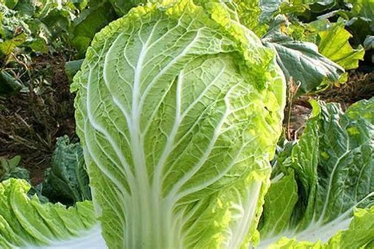 种的白菜上什么肥料最好？