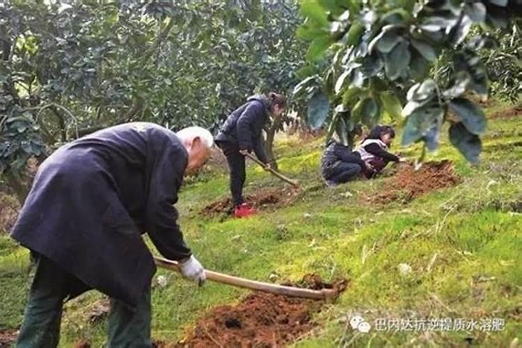 垂槐树小苗冬季怎么养