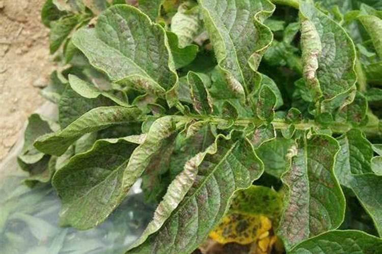 马铃薯怎么施肥才能夺得高产